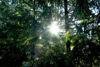 Forest sun / ***