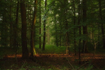 Sommerabend .. / ***