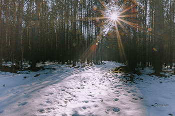Frühlingssonne / ***