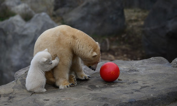 Eisbär / Eisbär Baby in Schönbrunn
