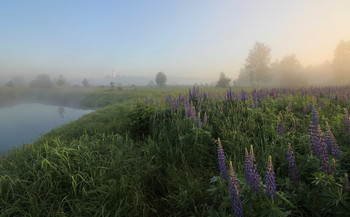 Lupinen / ***