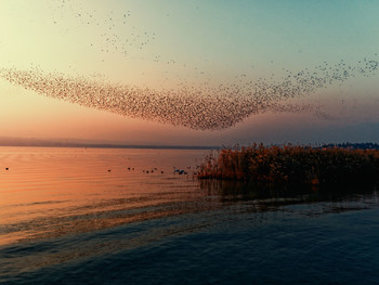 Swanlights / Abendstimmung am Gardasee