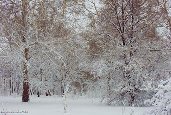 Winterwald / ...