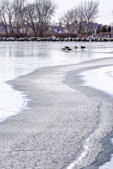 Trying to Stay Warm / These Canadian Geese were trying to stay warm this cold winter day