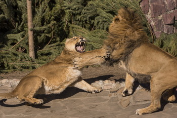 Im Zoo / ***