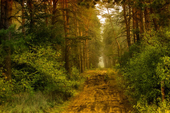 Morgen in einem Kiefernwald / ***