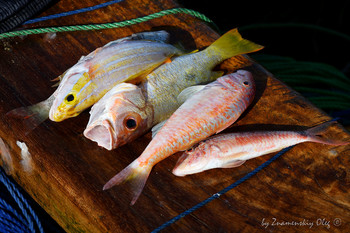  / Freshly catched fish. Zanzibar, Tanzania