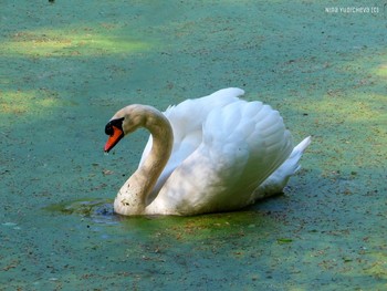 Schwan / ***