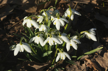Schneeglöckchen / ***