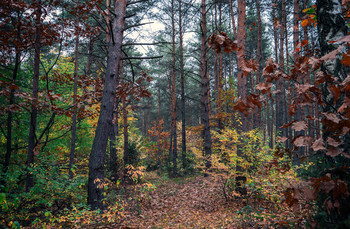  / forest