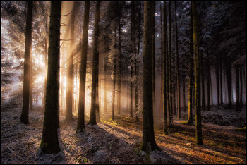 Tannenwald / Sonnenstrahlen