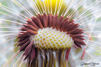 In the "heart" of the dandelion / Dandelion detail