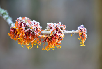 Colorful witch hazel in winter / Die Zaubernuss blüht im Winter und bietet ein so schönes, farbiges Motiv