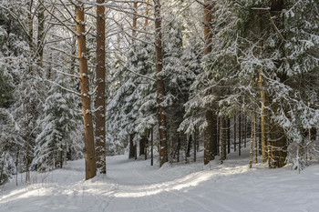 in den Winterwald / ***