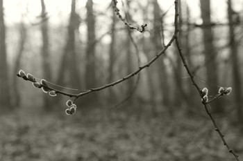 Frühling / ***