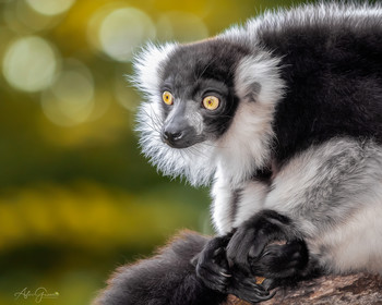 Schwarz-weiß Vari / Varecia variegata
Der Schwarzweiße Vari ist ein Vertreter der Lemuren, welche ausschließlich auf Madagaskar vorkommen.