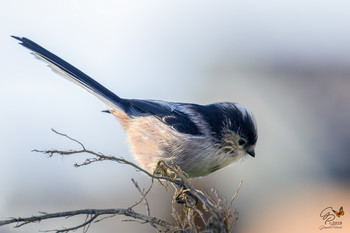 Long-tailed tit / small inhabitant of the woods