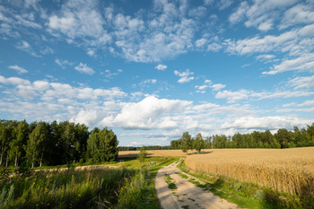 Der Weg durch das Feld / ***