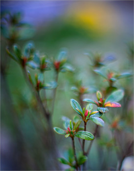  / sunrise behind the forest
