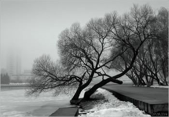 Abendnebel / ***