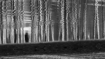 Birken / ***