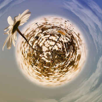 / planet of daisies..To live, you need the sun, freedom, and a small flower.
H. K. Andersen