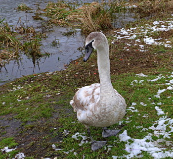 Schwan / ***