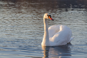 Höckerschwan / ***