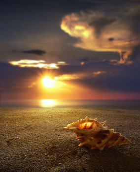 Conchiglia / Conchiglia sulla spiaggia del Salento in Italia.