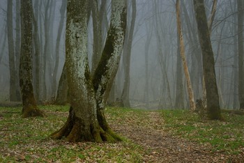 Frühlingsmorgen / ***