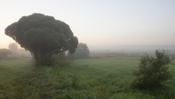 Nebliger Morgen / ***