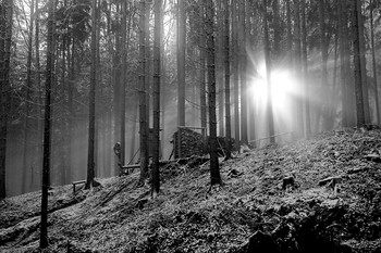 Sonnenlicht / ***