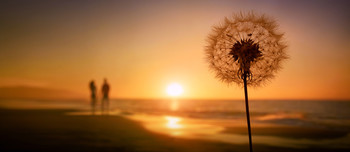 Dandelion / Dandelion