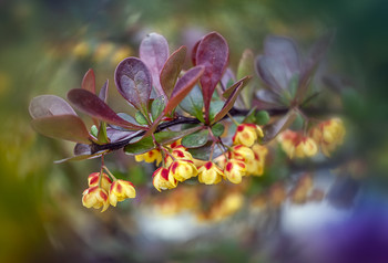  / Berberis