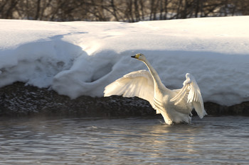 Schwan / ***