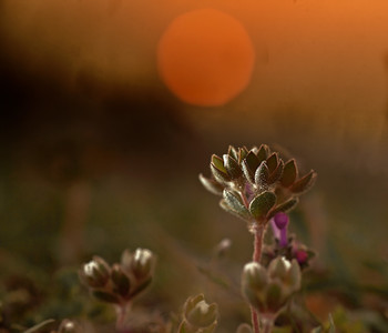 Bei Sonnenuntergang / ***