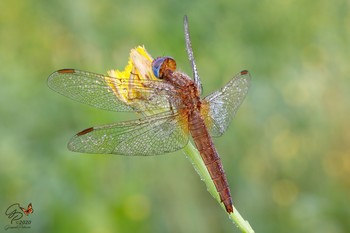 Crocothemis erythraea (female) / Remember ...... waiting for the "freedom"