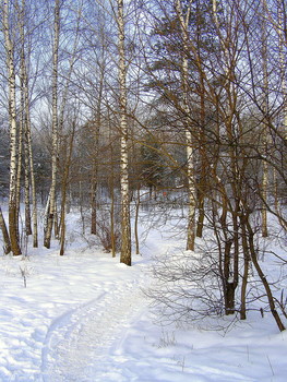 Winterwald / ***
