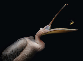 Pelikan / ***