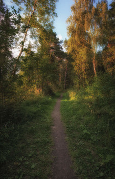 Wald / ***