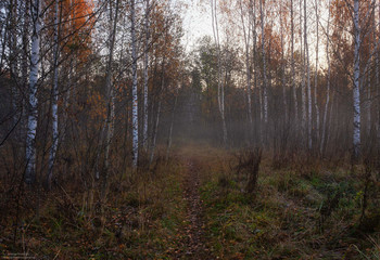 November / ***