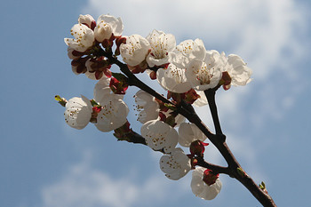 Frühling kam / ***