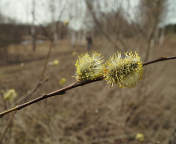  / Luszhki-village, Istra-district, Moscow region, Russia