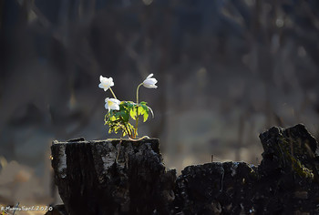 Anemonen / ...