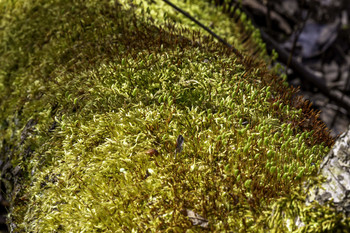Sun lite Moss / This sun lite moss sure is full of a lot of Detail