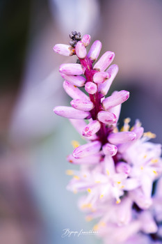 Flower / Spring Flower