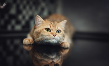  / Cats know exactly what full concentration means....