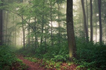 Misty Eifel / An Eifel landscape