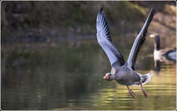 flying goose / Geese
In the biological systematics of birds, geese are a subfamily of ducks. The term goose for this group of birds is relatively old. The term goose was already used in Old High German and Middle High German. Comparative analyses with other Indo-Germanic languages suggest that both the German term gans and the Latin term anser, which is now the generic term for field geese, derive from the sound of the hissing geese.
Wikipedia
Higher classification: Duck birds