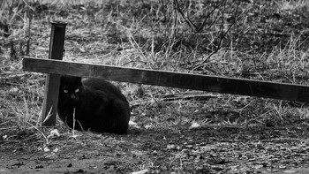 Miezekatze / ***